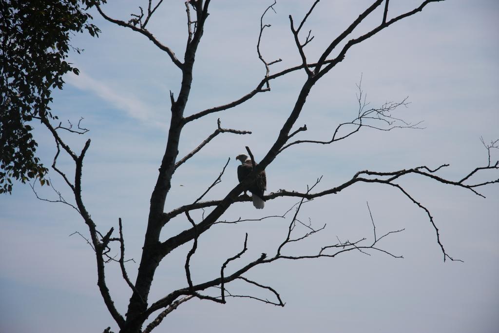 Cliff Dweller On Lake Superior Tofte Exterior photo